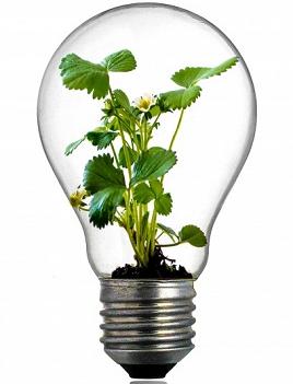 Green plant in a light bulb