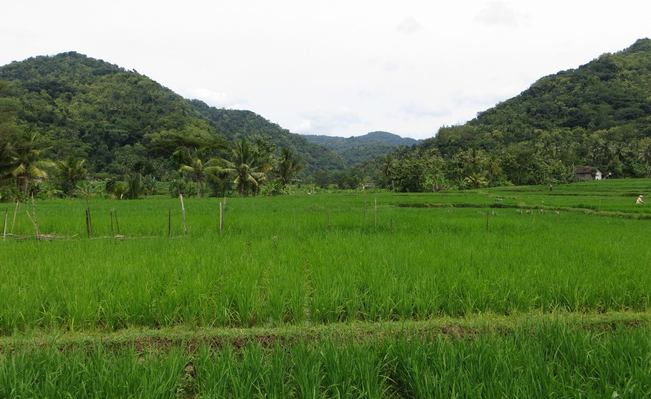 Feld in Indonesien