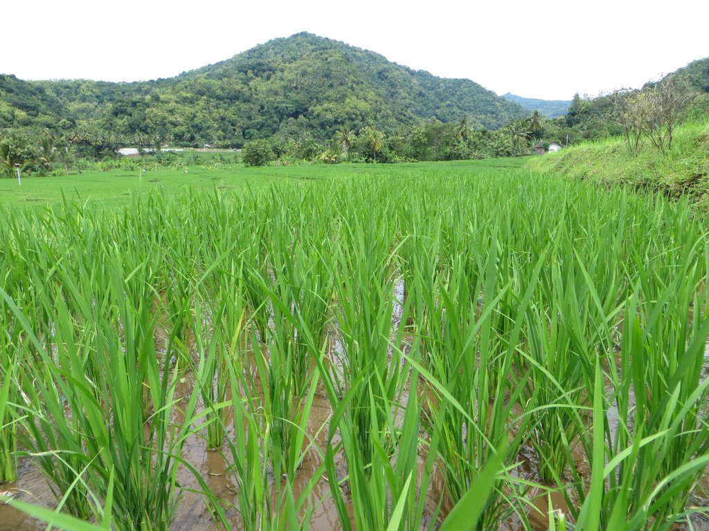 Field in Indonesia