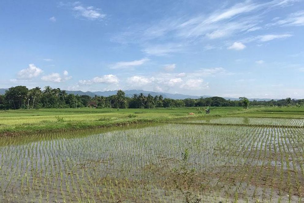 A rice field in Indonesia