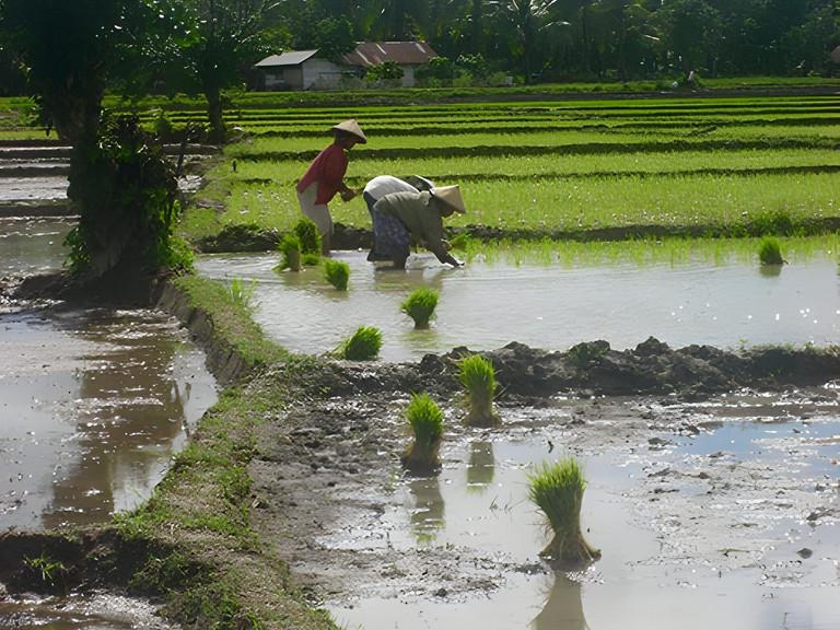 IndORGANIC: Passau Researchers prepare real Green Transformation Indonesia