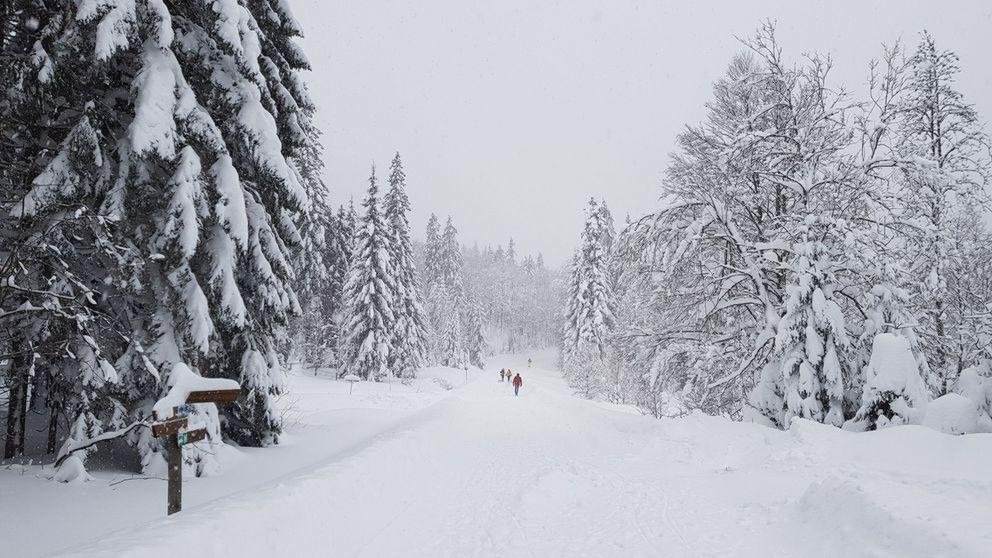 Reseach Seminar Bavarian Forest 2019