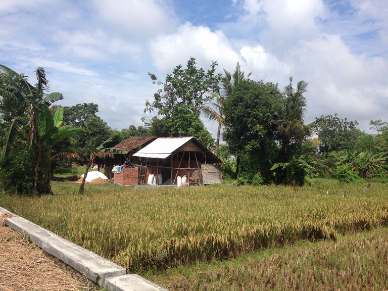 DFG “Organic Farming” project: keys to success for organic farming in Indonesia